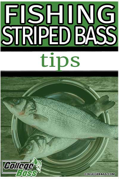 fishing striped bass tips