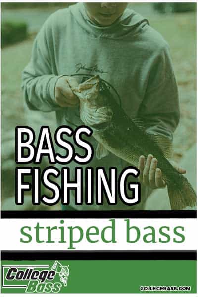 bass fishing striped bass