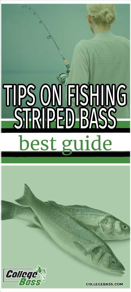tips on fishing striped bass best guide